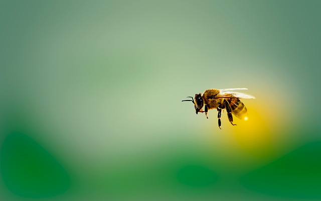 Summ summ summ - Biene fliegt über grünen Hintergrund